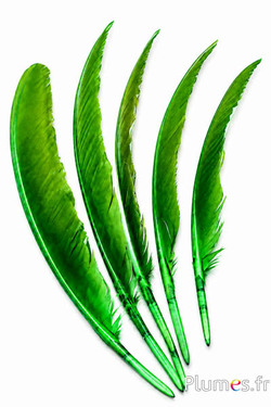 Blauwe pauw - 35-42 cm - lime-bruin